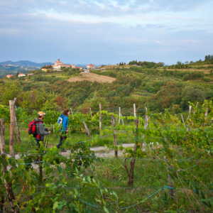 In vier neuen Etappen gelangt man vom Juliana Trail Weitwanderweg nun auch in die bekannte Weinregion Goriška Brda