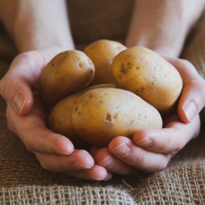 Die Kartoffel gehört zu den wichtigsten Grundnahrungsmitteln der Welt und hat maßgeblich dazu beigetragen, dass es in unseren Breiten keine Hungersnöte mehr gibt