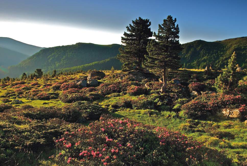Zirbenholz aus Kärnten kommt oft aus den Nockbergen: Im Biosphärenpark befindet sich einer der größten zusammenhängenden Zirbenwälder der Ostalpen.