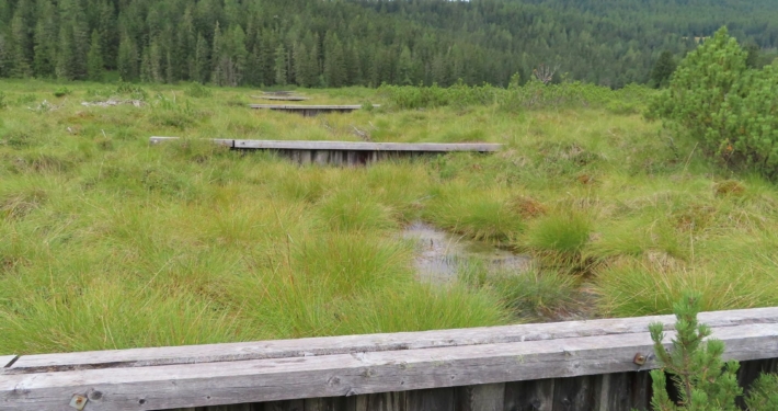 Rund 20 Holzdämme wurden zur Stabilisierung des Grundwasserspiegel errichtet.