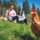 Bei Familie Pirker genießen die Hühner ein schönes Leben und liefern dafür frische Bio-Eier