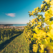 Malvazija gehört in Istrien zu den am meisten angebauten Weinsorten und gedeiht hervorragend in Meeresnähe, wie in den Weingärten von Zaro bei Izola