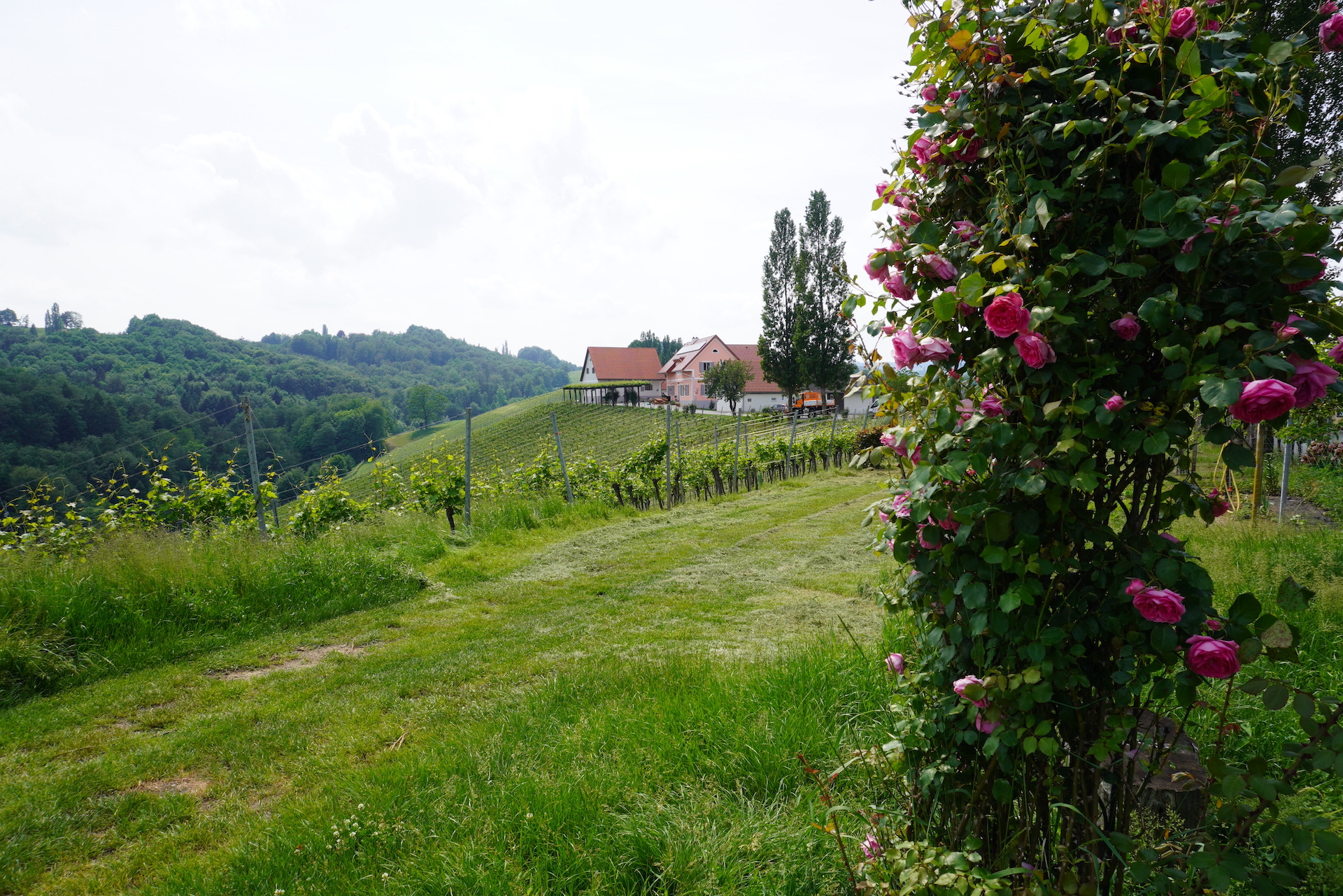 Das Weingut Jöbstl in idyllischer Lage direkt am Wanderweg Nr. 4.