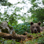Die Bären-Population steigerte sich in den letzten Jahren konstant. 