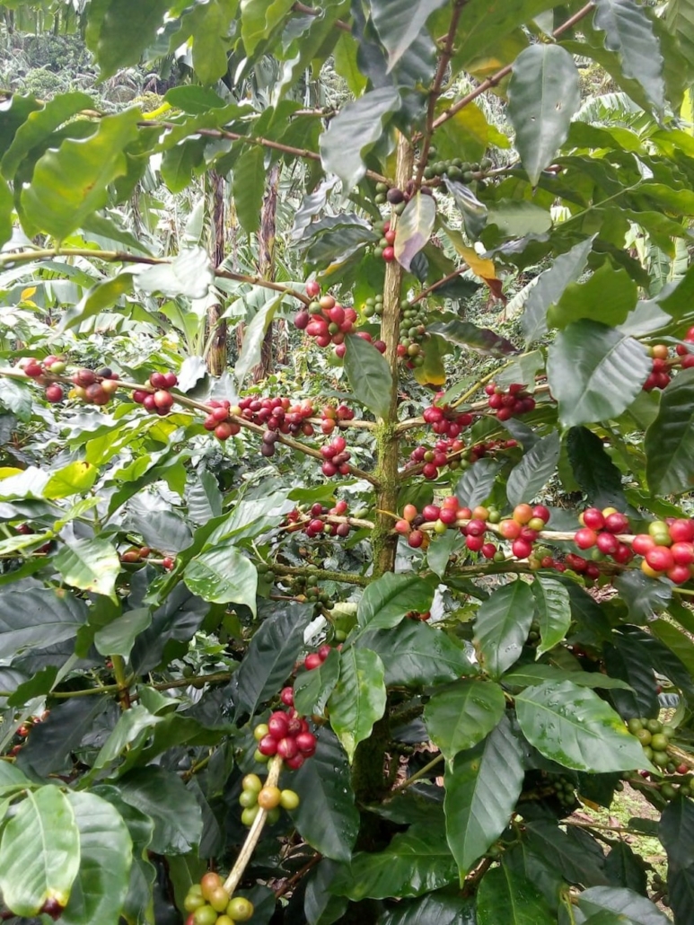Rohkaffee wird aus Papua Neu Guinea, Kenia oder Brasilien importiert.