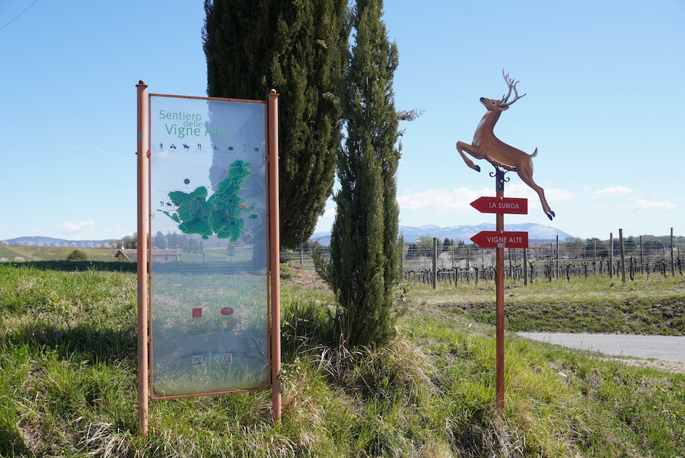 Der Wanderweg „Vigne Alte“ führt durch die schönsten Weingärten des Collio.