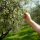Im Mai, Juni blühen in Friaul-Julisch Venetien die Olivenbäume.