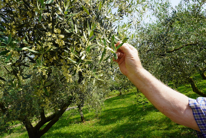 Im Mai, Juni blühen in Friaul-Julisch Venetien die Olivenbäume.