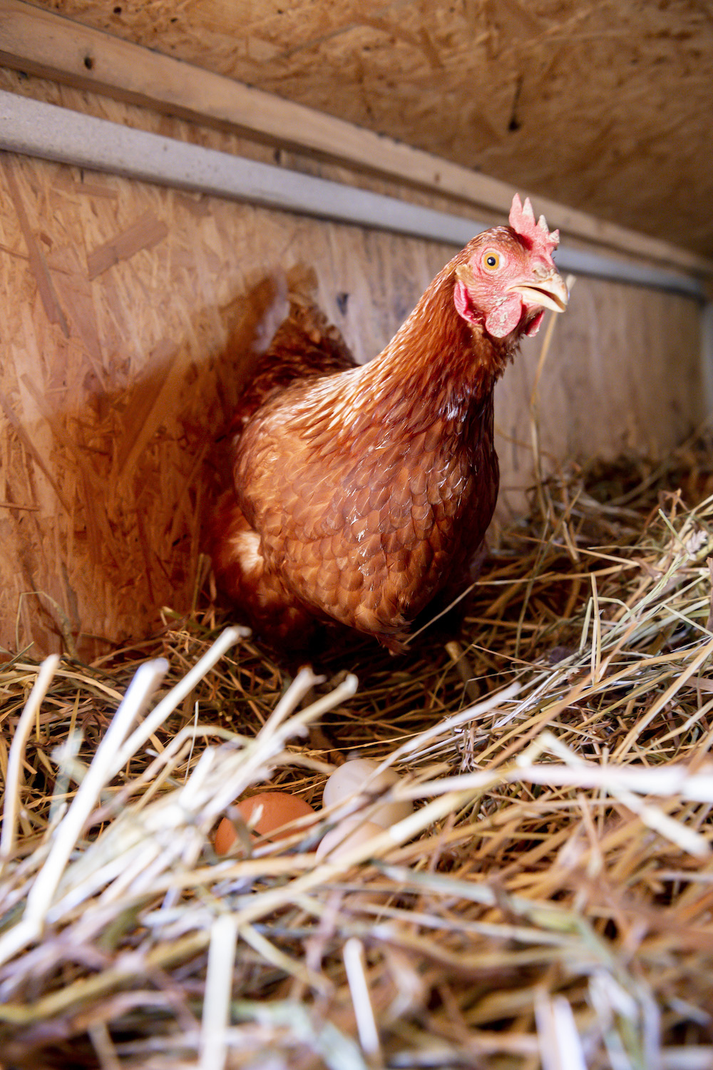 Glückliche Hühner aus der Region legen die besten Eier.